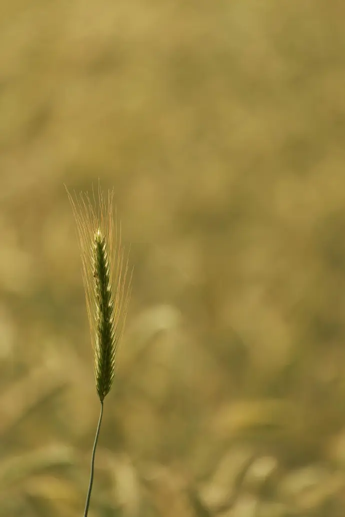 a close up of a plant with a blurry background